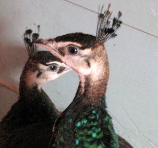 Picture of peacocks.